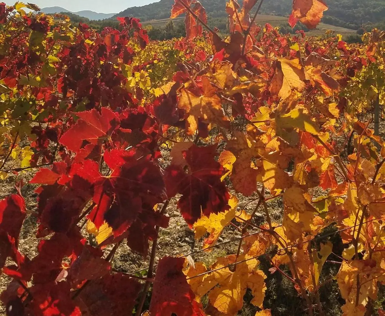 Gite Mas De Boulegue Saint-Pantaleon-les-Vignes France